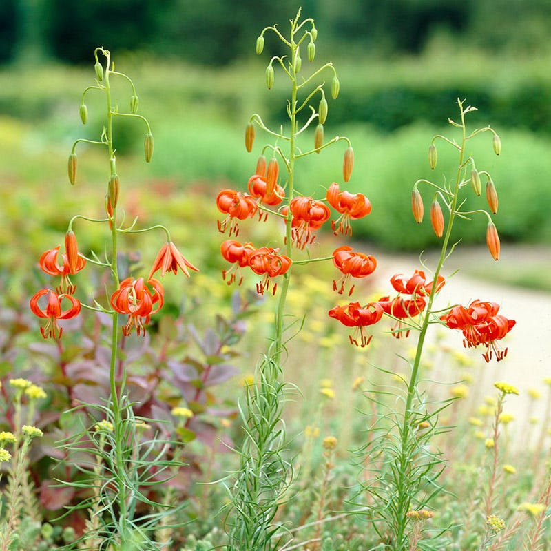 Turk's Cap Lily - Image 2