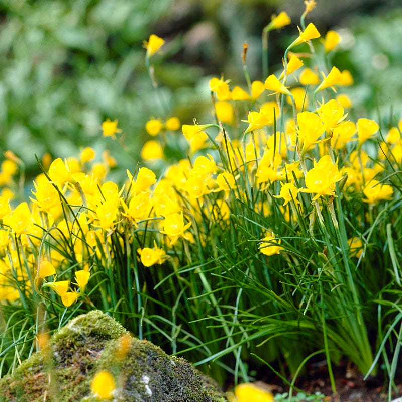 Naturalizing Mini Daffodil Collection - Image 4