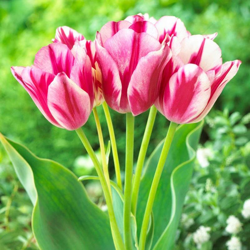 Flaming Club Multiple Flowering Single Late Tulip - Image 2