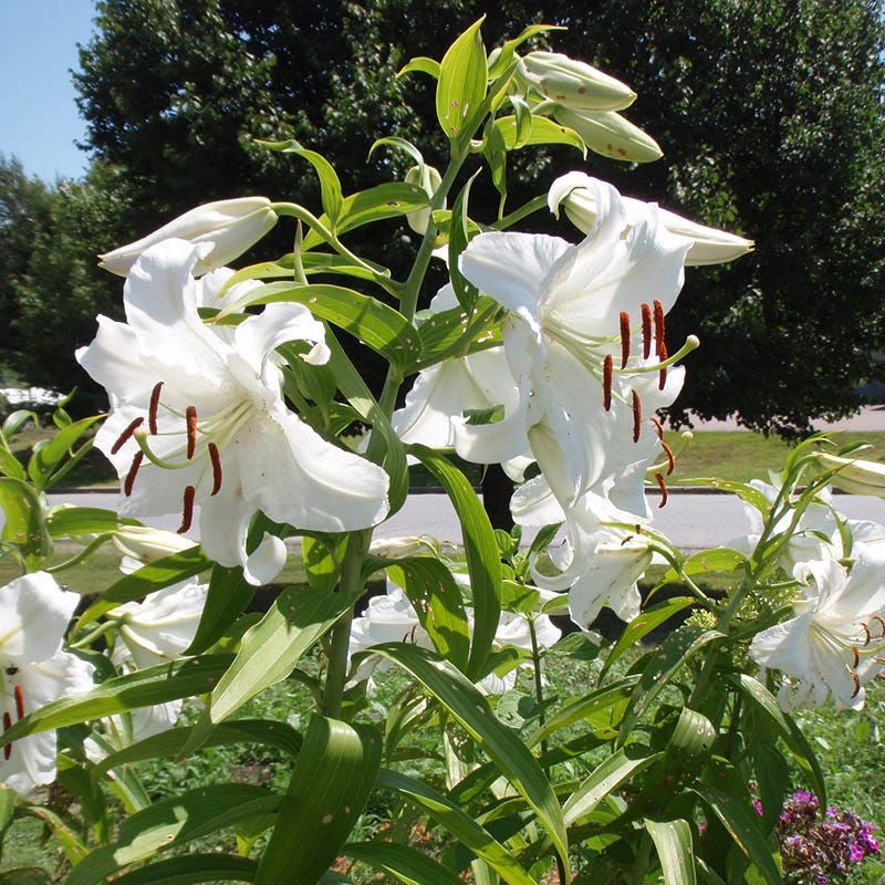 Casa Blanca Oriental Lily - Image 2