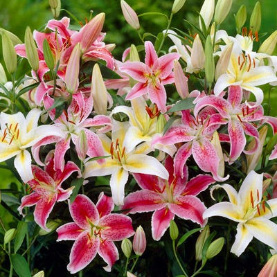 Oriental Lily Mix - Image 2