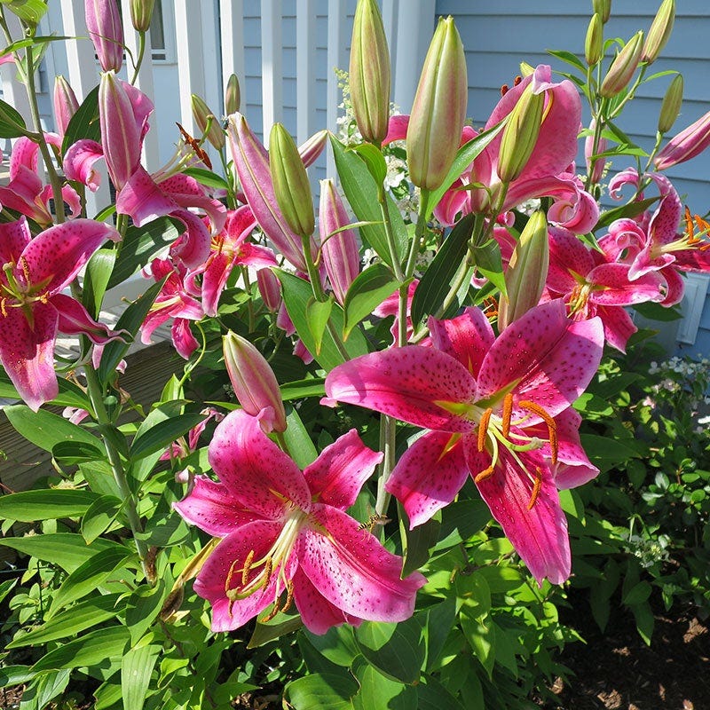 Stargazer Oriental Lily - Image 2