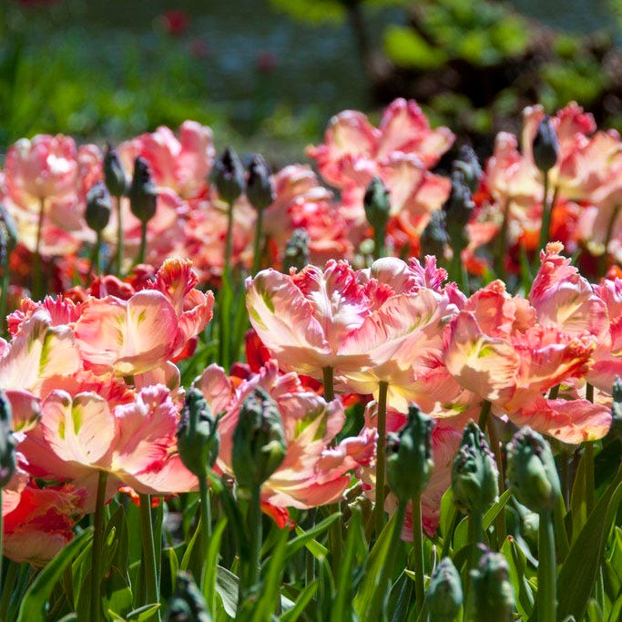 Apricot Parrot Tulip - Image 2