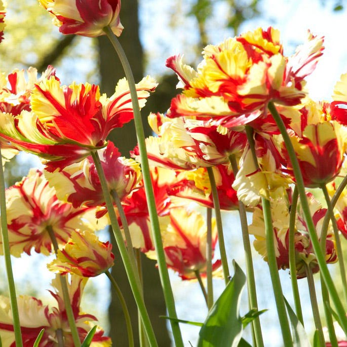 Flaming Parrot Tulip - Image 3