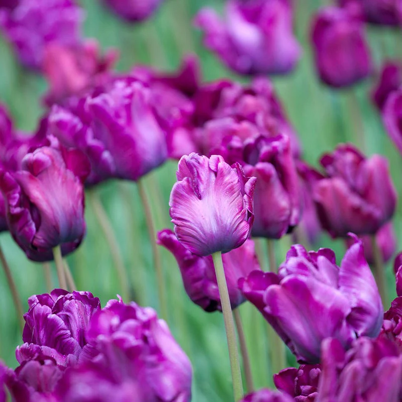 Victorias Secret® Parrot Tulip - Image 2