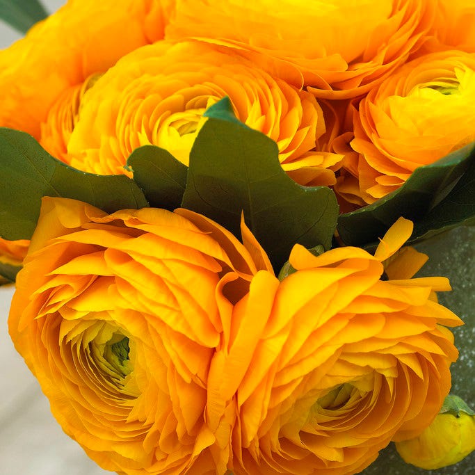 Tecolote Gold Ranunculus - Image 2