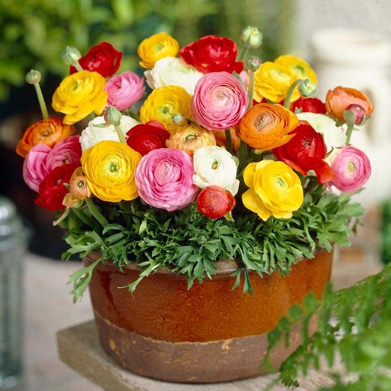 Tecolote Ranunculus Mix - Image 2