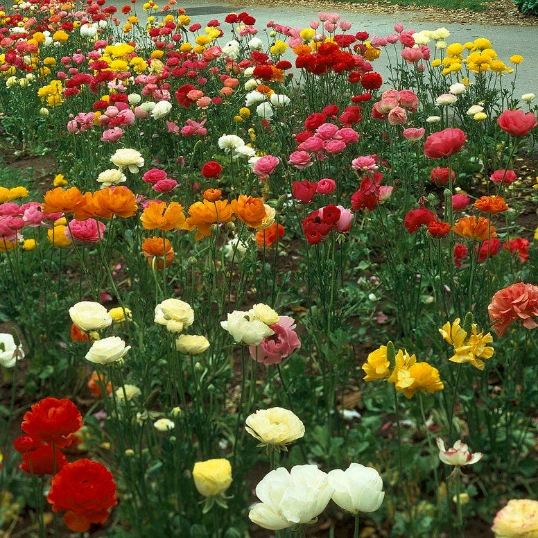 Tecolote Ranunculus Mix - Image 3
