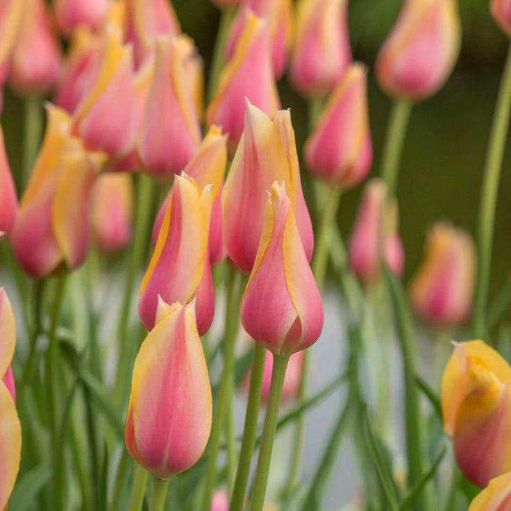 Blushing Beauty Single Late Tulip - Image 2