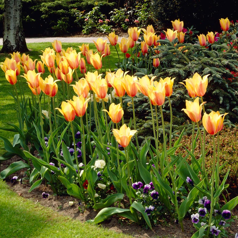 Blushing Beauty Single Late Tulip - Image 5