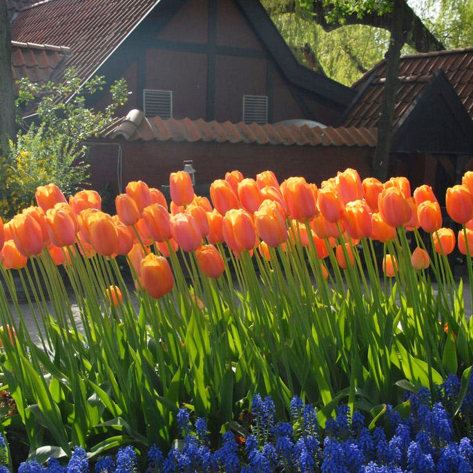 Dordogne Single Late Tulip - Image 2