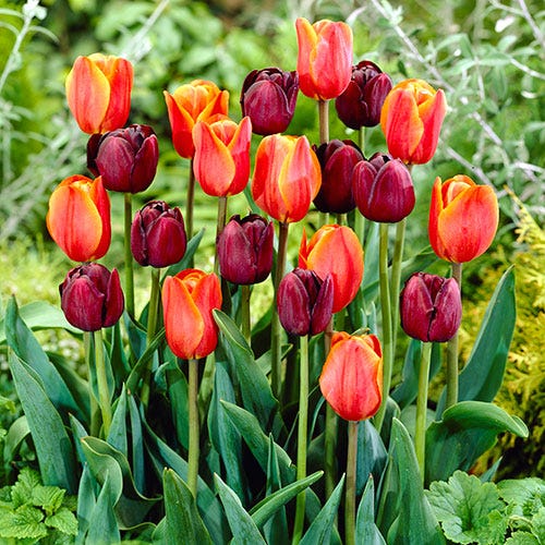 Fall Harvest Single Late Tulip Mix - Image 2
