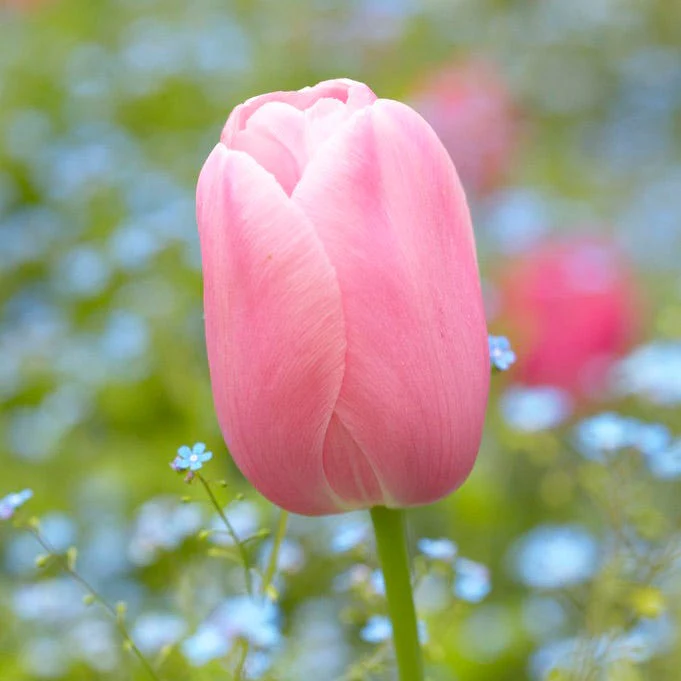 Menton Single Late Tulip - Image 2