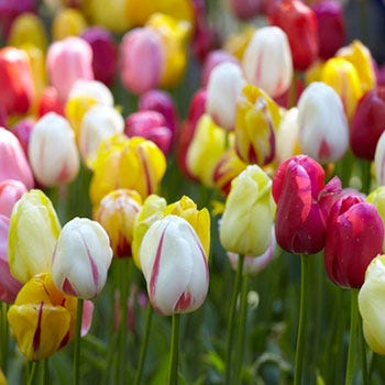 Single Late Tulip Bulb Mix - Image 3