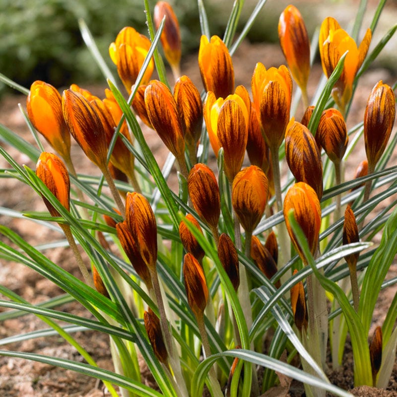 Orange Monarch Snow Crocus - Image 2