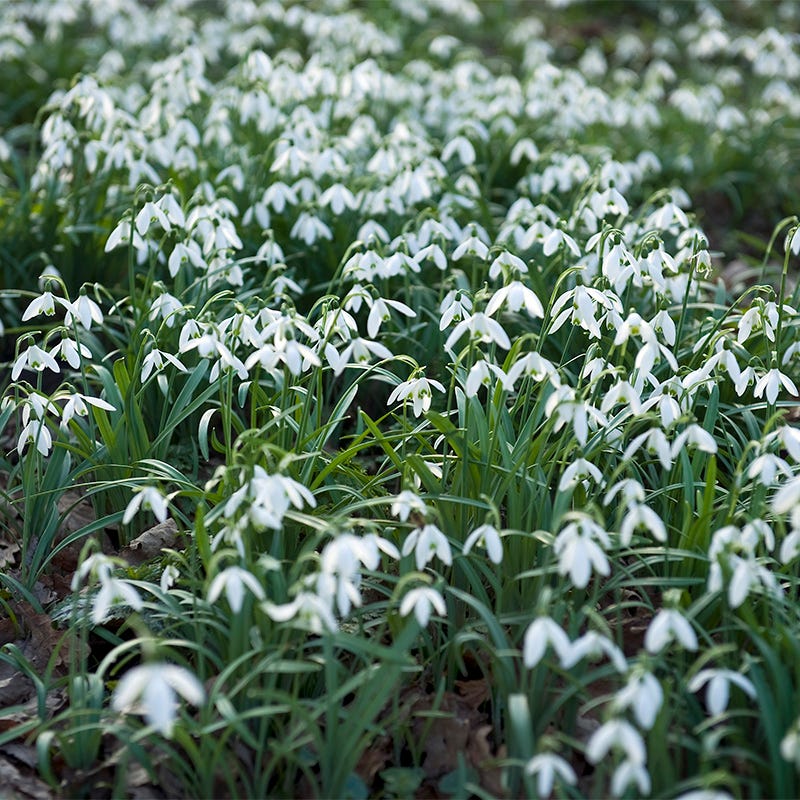 Snowdrops - Image 3