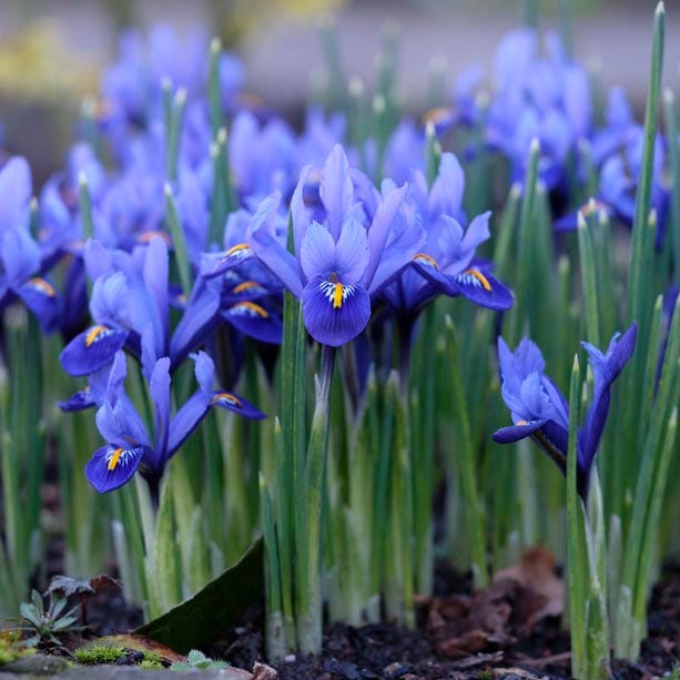 Dark Blue Specie Iris - Image 2
