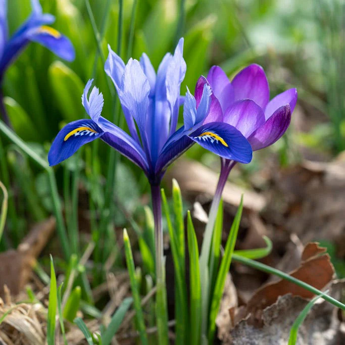 Dark Blue Specie Iris - Image 3
