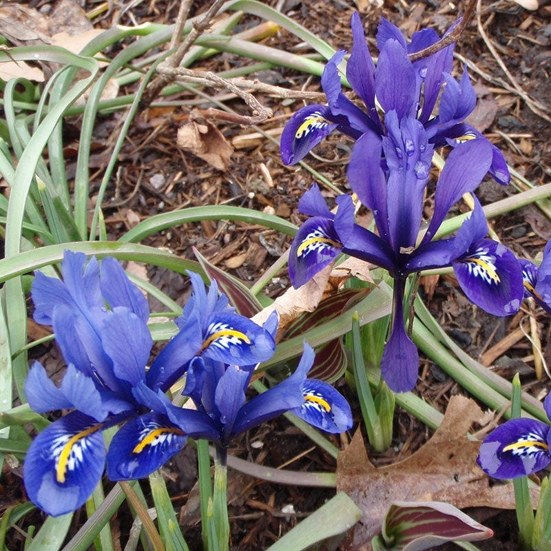 Dark Blue Specie Iris - Image 4
