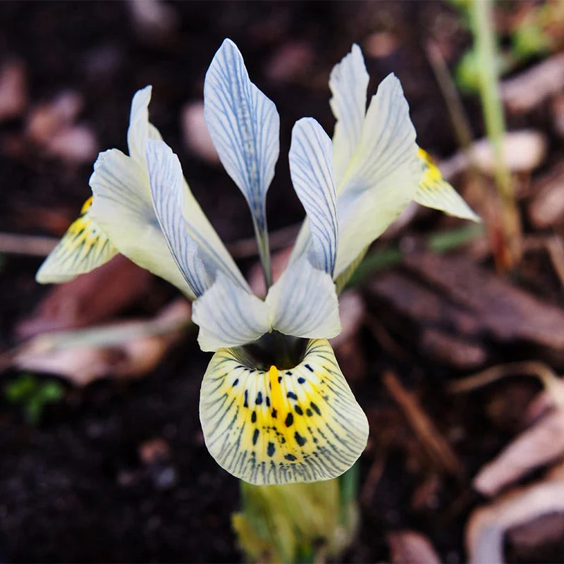 Katharine Hodgkin Dwarf Iris - Image 3