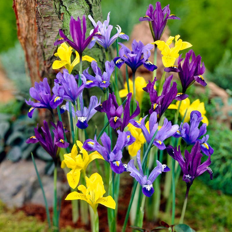 Oh Deer Naturalizing Bulb Collection - Image 4
