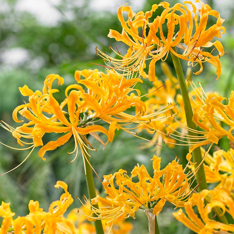 Magic Spider Lily Bulb Collection - Image 4