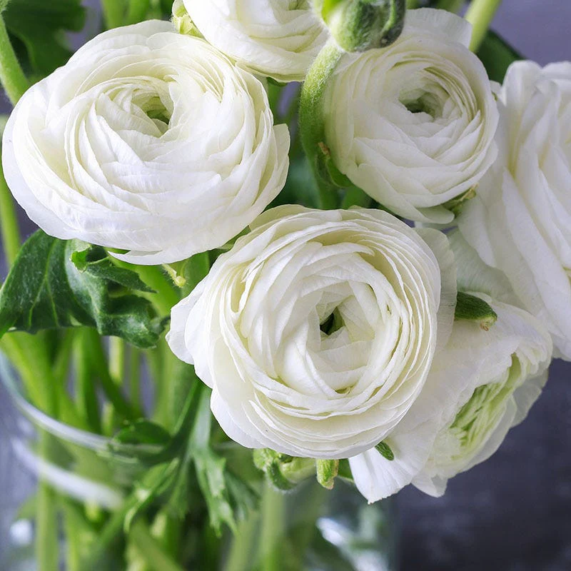 Tecolote White Ranunculus - Image 2
