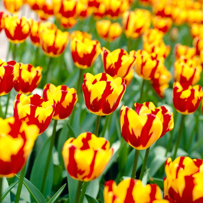Helmar Triumph Tulip - Image 2