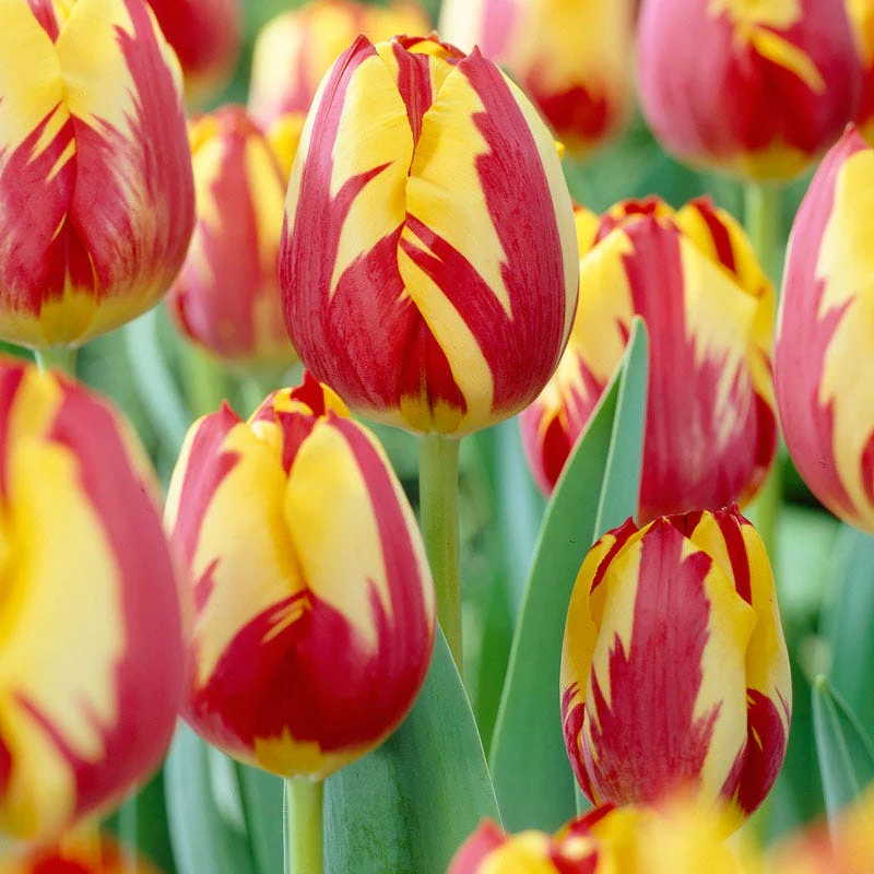 Helmar Triumph Tulip - Image 3