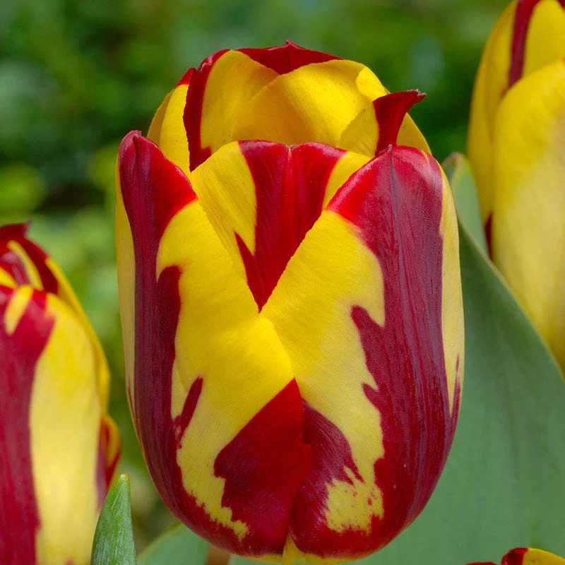 Helmar Triumph Tulip - Image 4