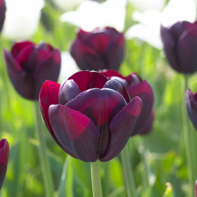Ronaldo Triumph Tulip - Image 3