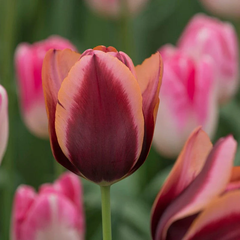 Slawa Triumph Tulip - Image 2