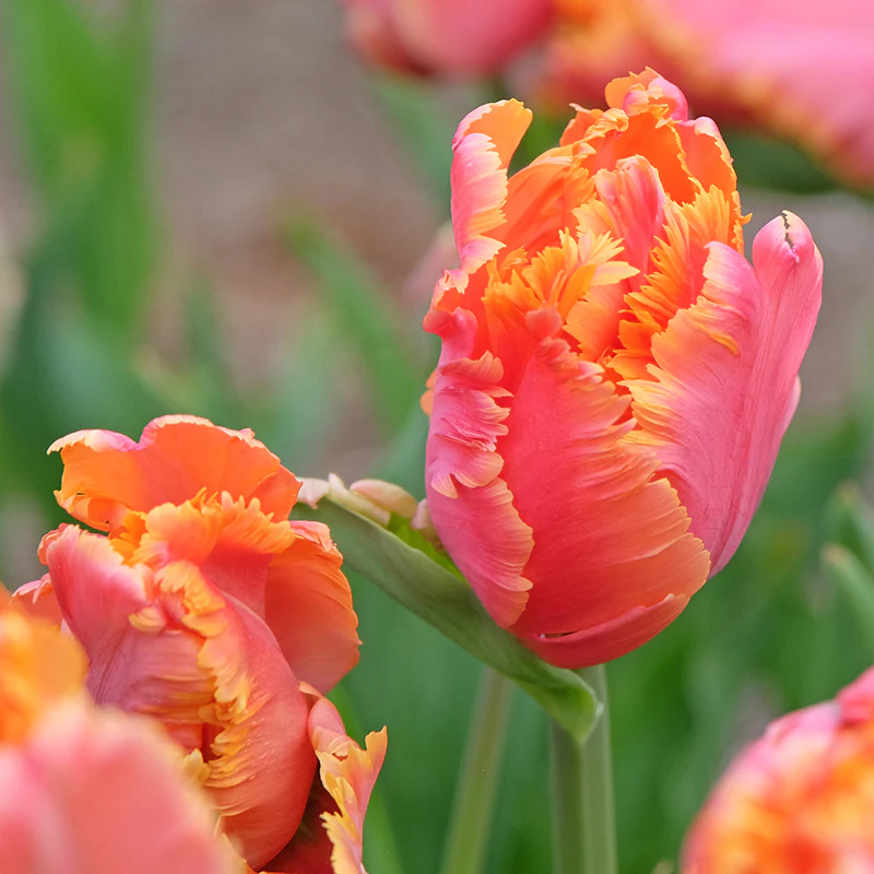 Amazing Parrot Tulip - Image 3