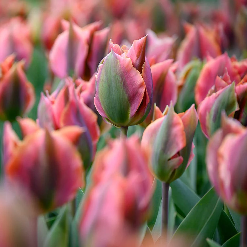 Artist Viridiflora Tulip - Image 2