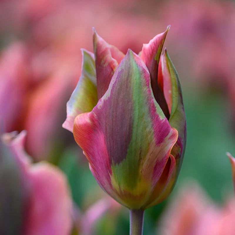 Artist Viridiflora Tulip - Image 3