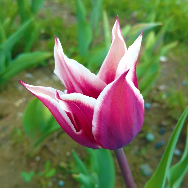Blue Moon Triumph Tulip Mix - Image 3