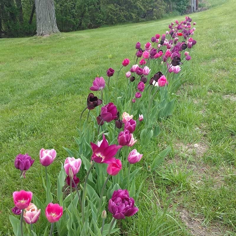 Blue Moon Triumph Tulip Mix - Image 5