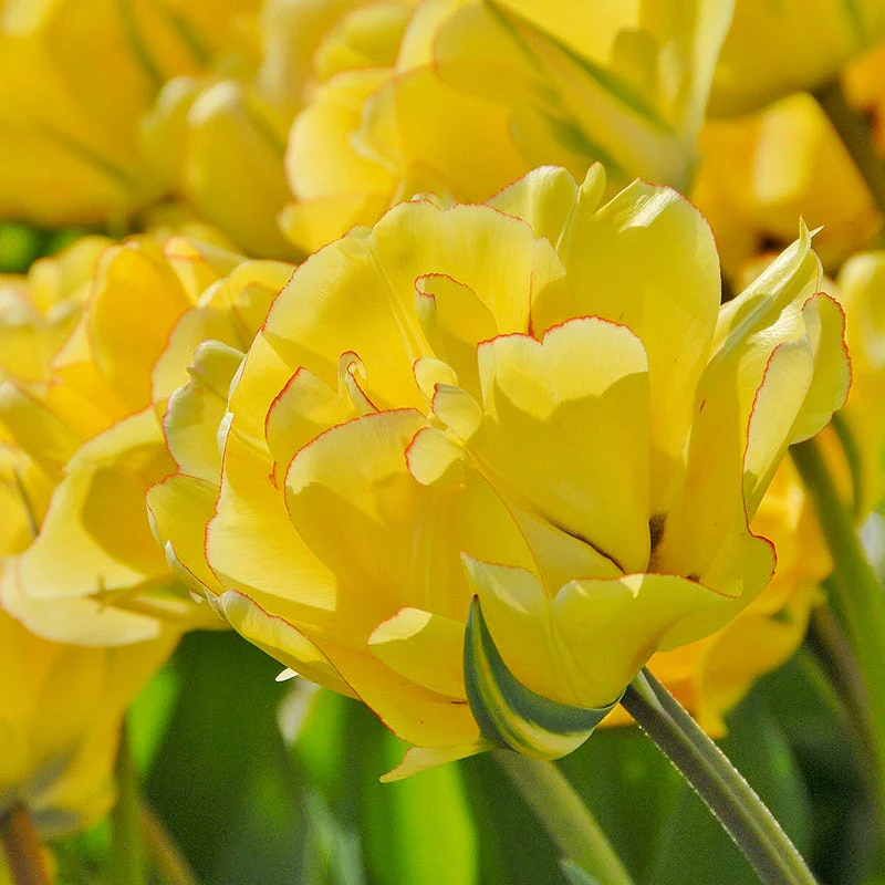 Circus Tent Tulip Collection - Image 2