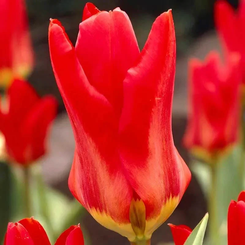 Circus Tent Tulip Collection - Image 3