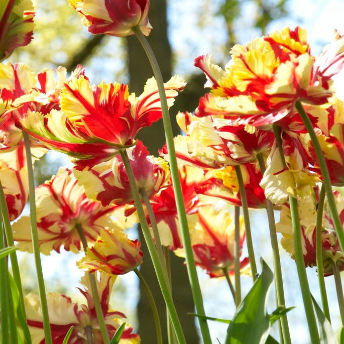 Circus Tent Tulip Collection - Image 6