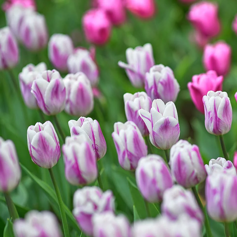 Dreamy Drift Tulip Collection - Image 2