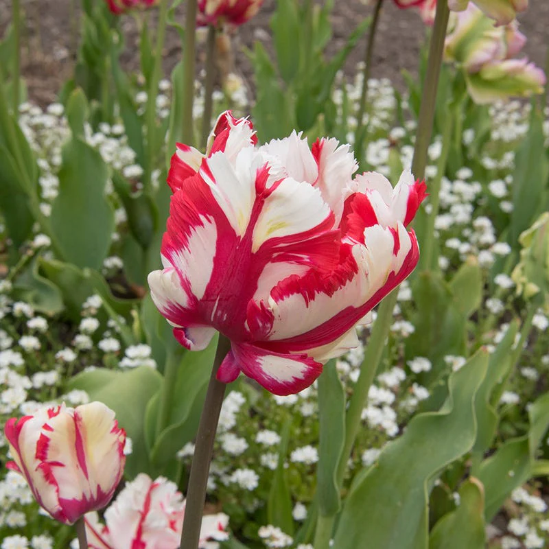 Estella Rynveld Parrot Tulip - Image 3