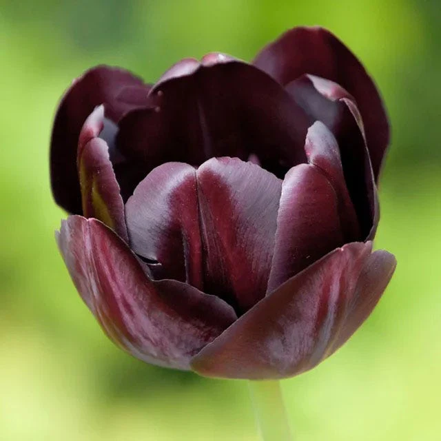 Passion Tulip Flower Bulb Collection - Image 5