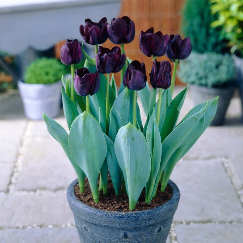 Paul Scherer Triumph Tulip - Image 3
