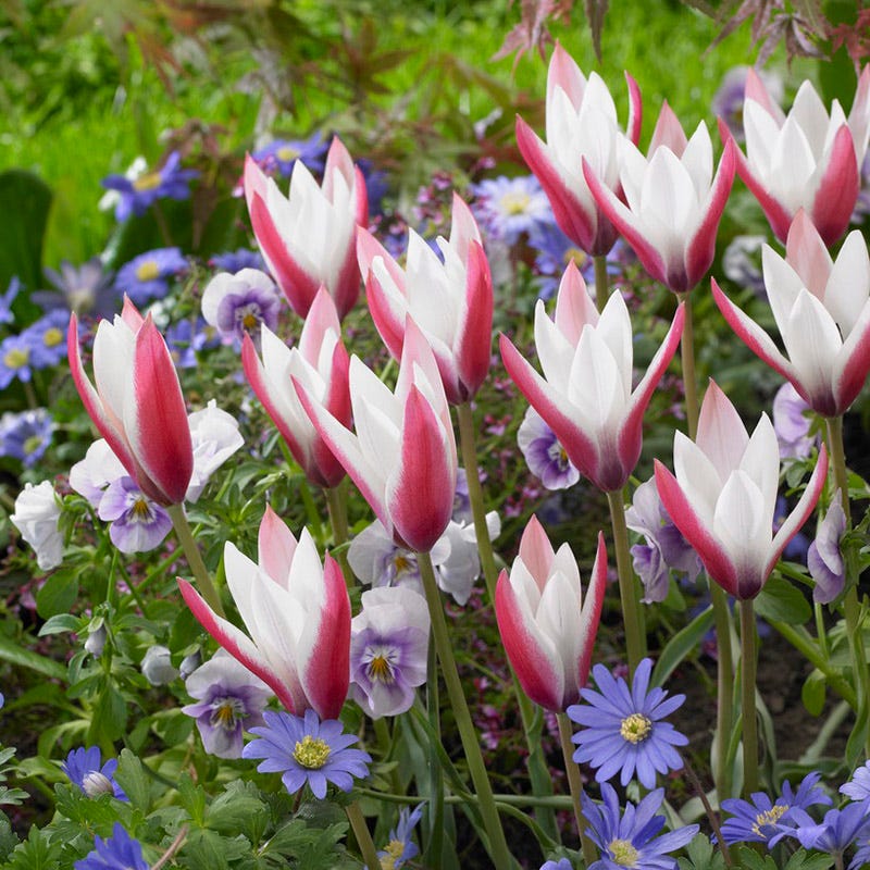 Peppermint Stick Tulip - Image 3