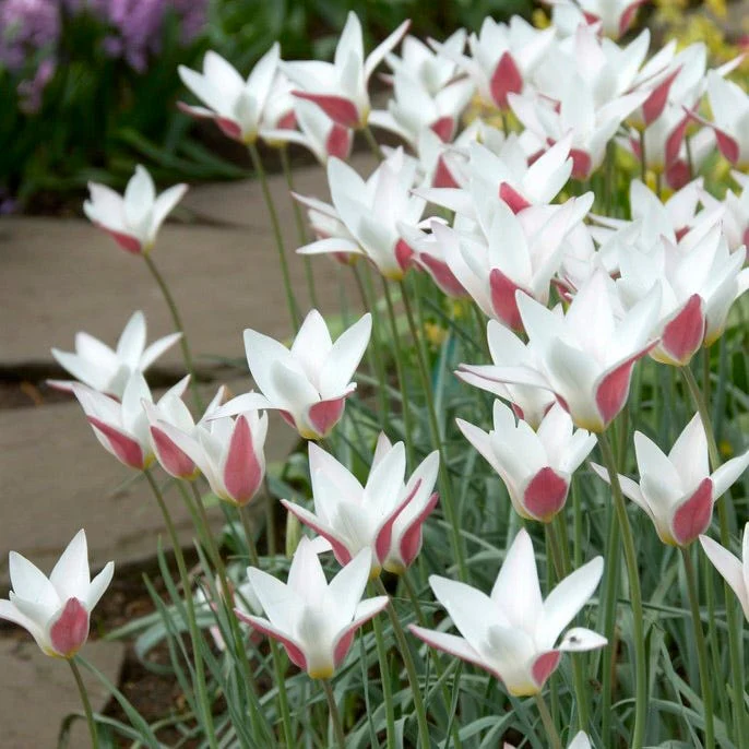 Peppermint Stick Tulip - Image 4