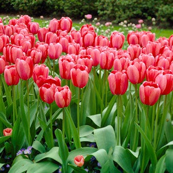 Pink Impression Darwin Tulip - Image 2