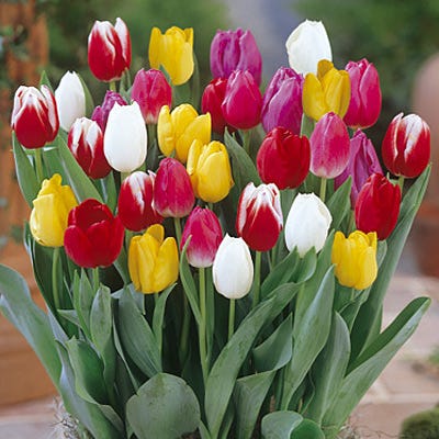 Rainbow Triumph Tulip Mix - Image 3