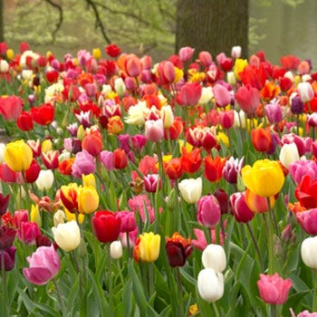 Rainbow Triumph Tulip Mix - Image 4