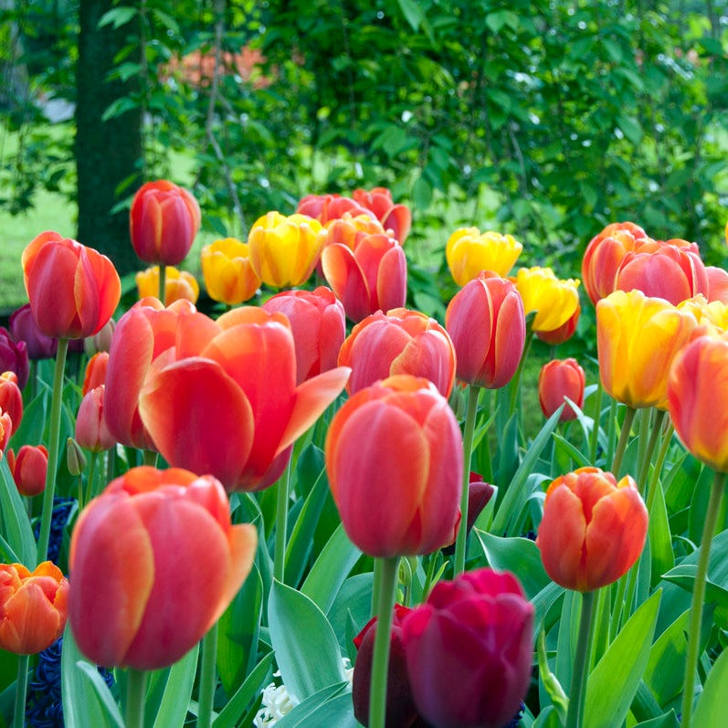 Spring Essentials Darwin Tulip Mix - Image 2